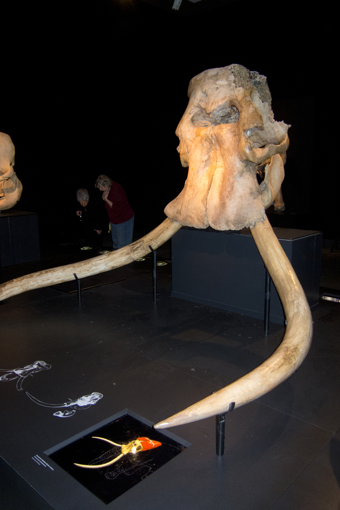 Eurasian Straight-tusked Elephant reference