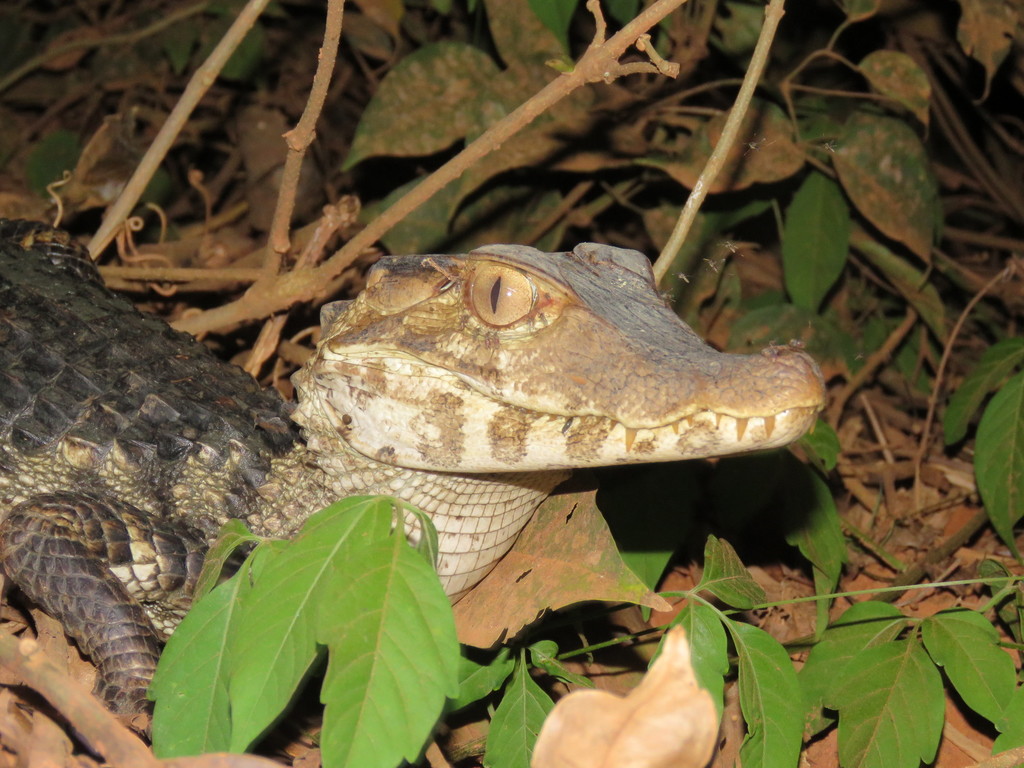 Cuvier's Dwarf Caiman reference