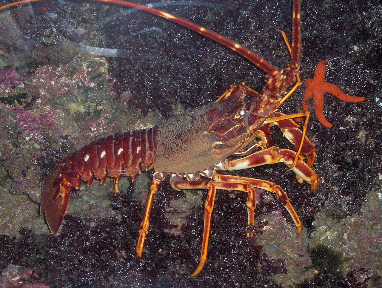 European Spiny Lobster reference