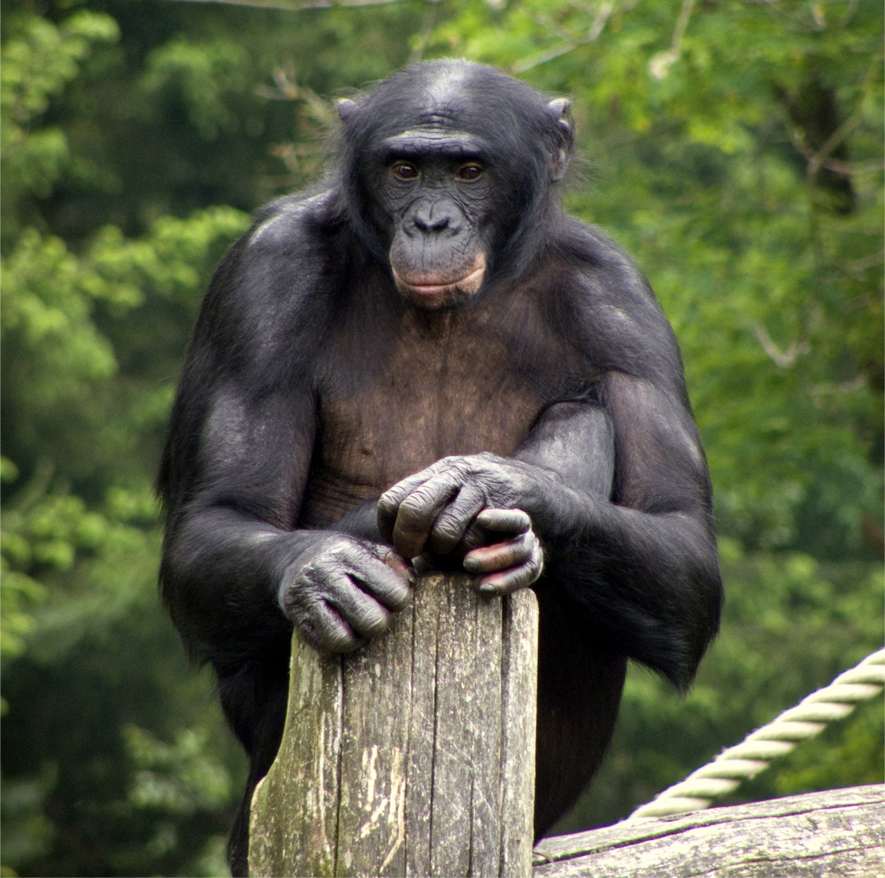 Bonobo reference