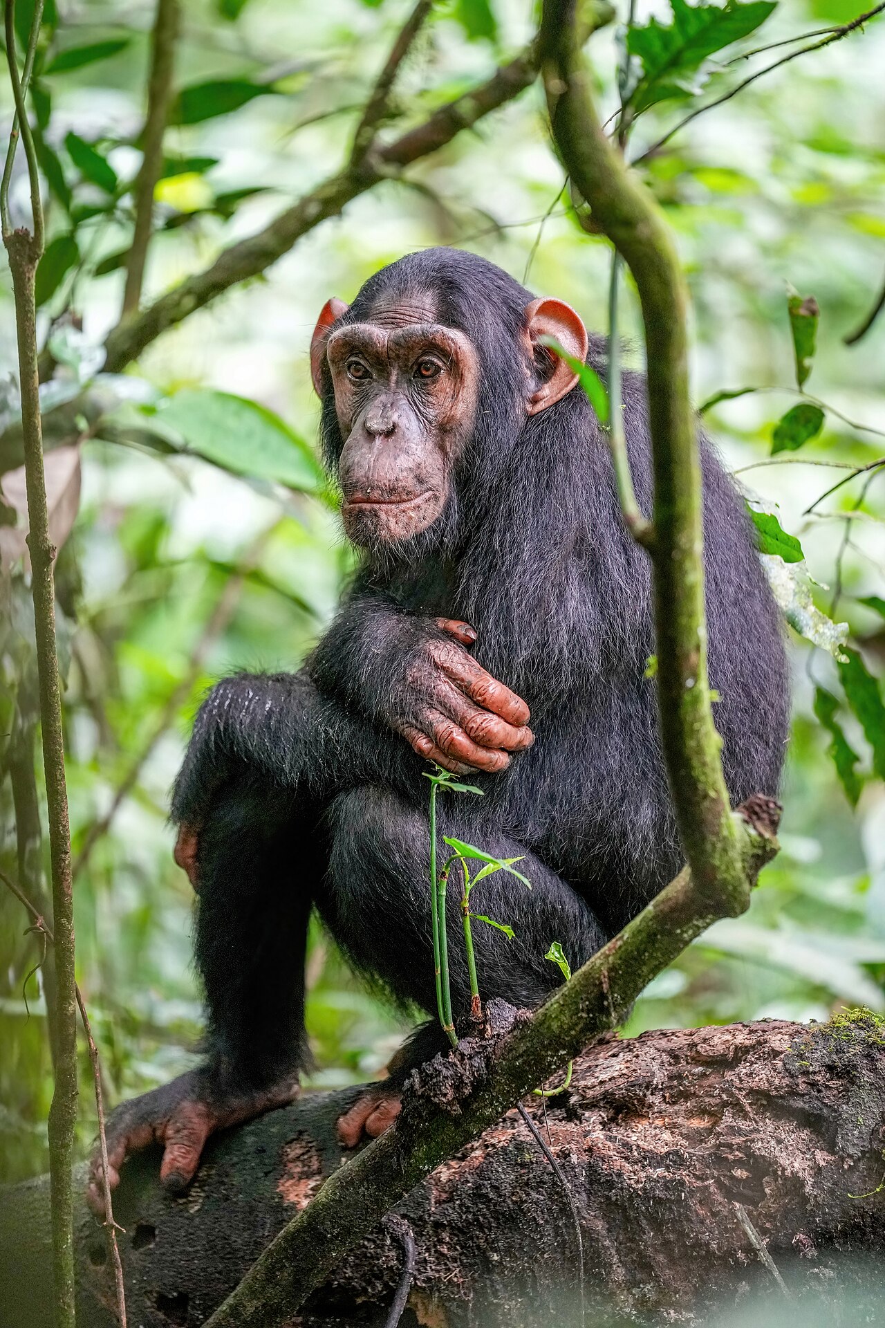 Chimpanzee reference
