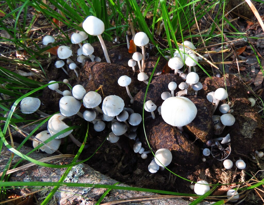 Panaeolus antillarum reference
