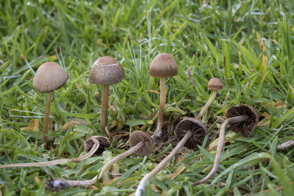 panaeolus foenisecii reference