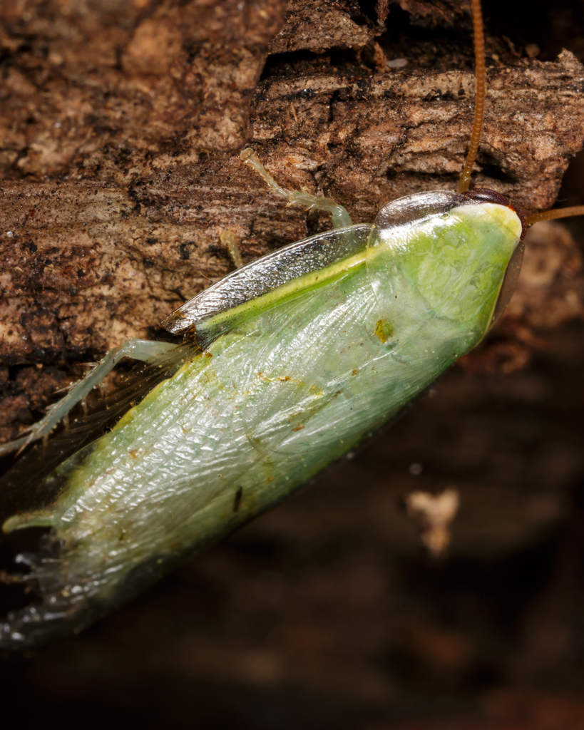 Banana Cockroach reference