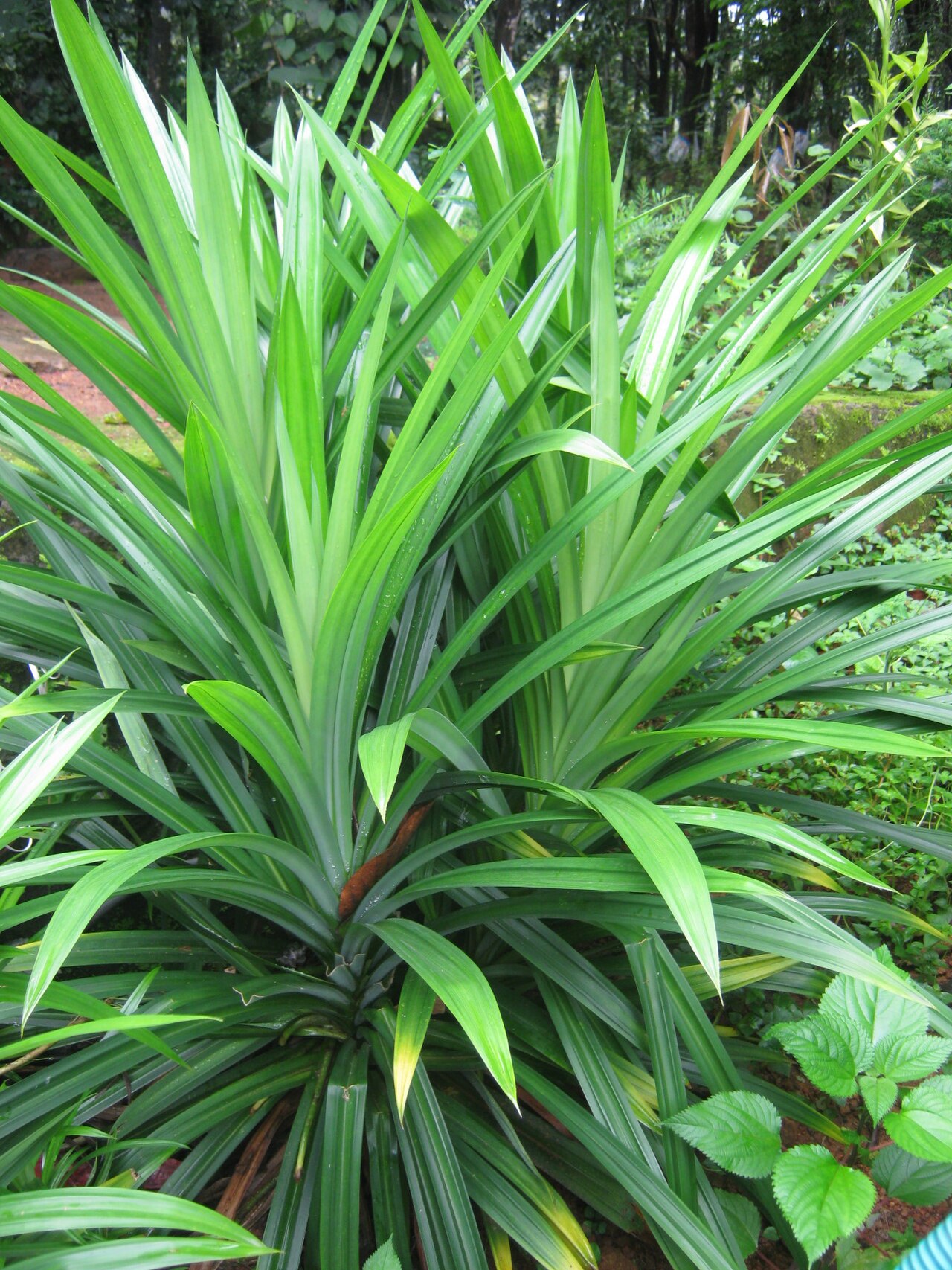 Pandan reference