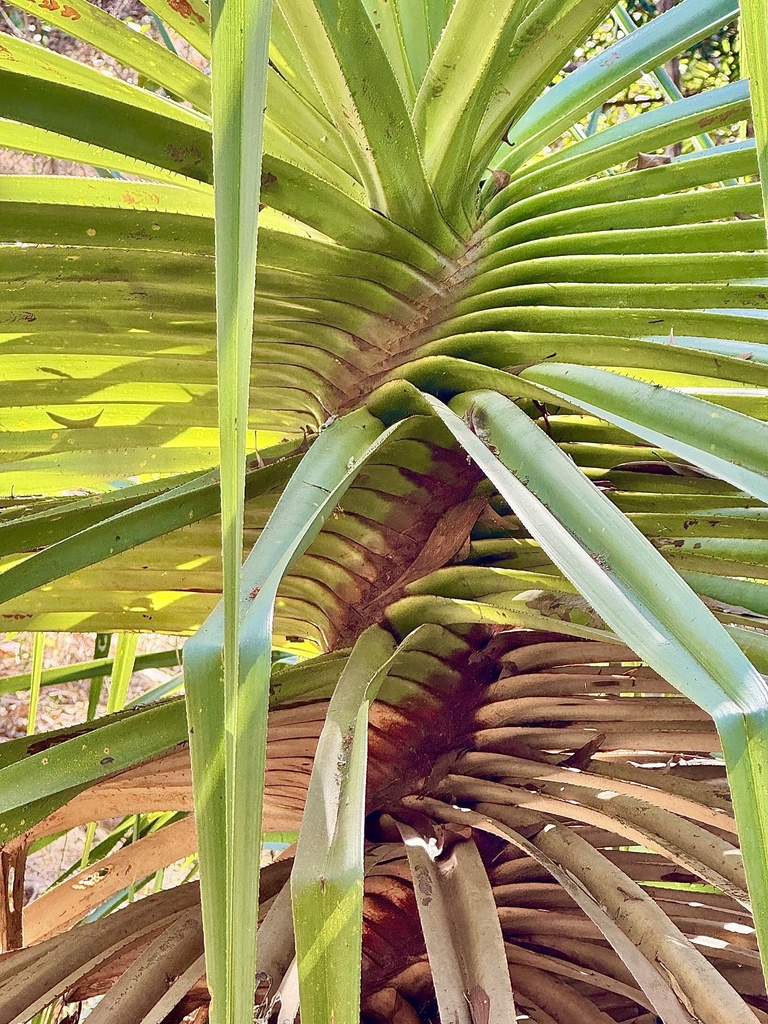 Screw Palm reference