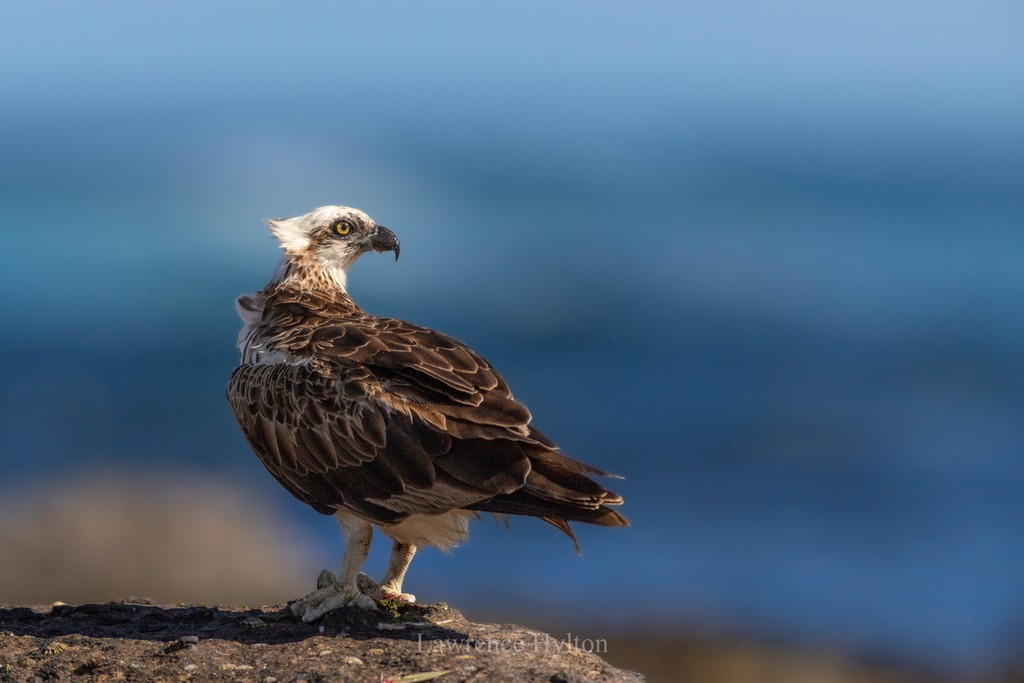 Osprey reference
