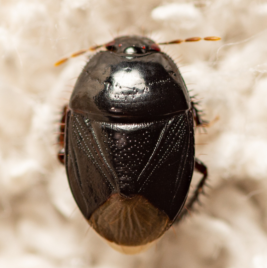 Two-lined Burrowing Bug reference
