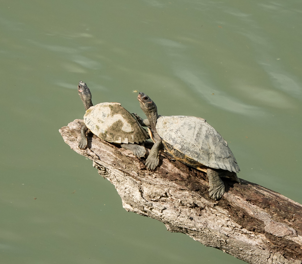 Assam Roofed Turtle reference