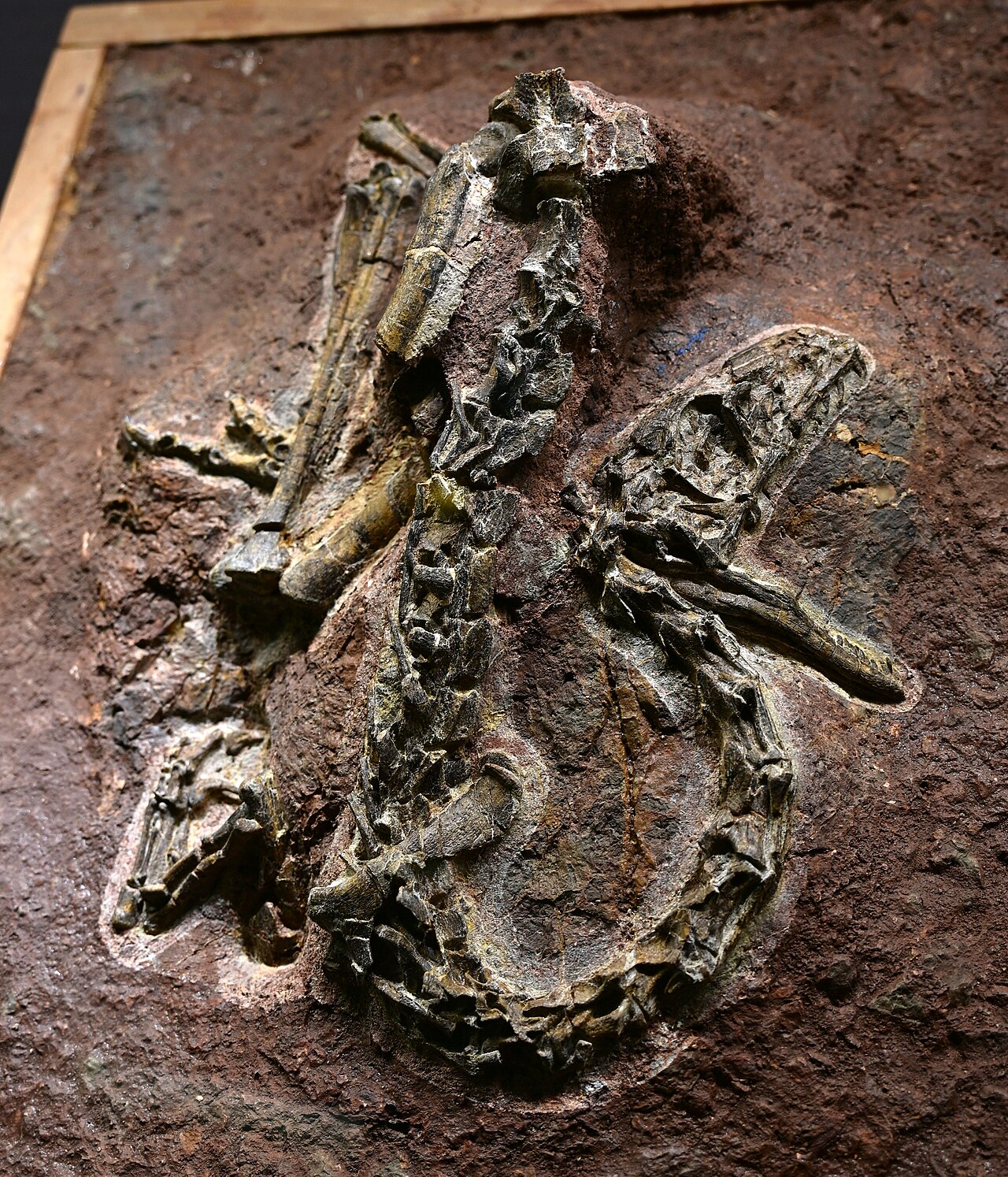 Panguraptor lufengensis reference