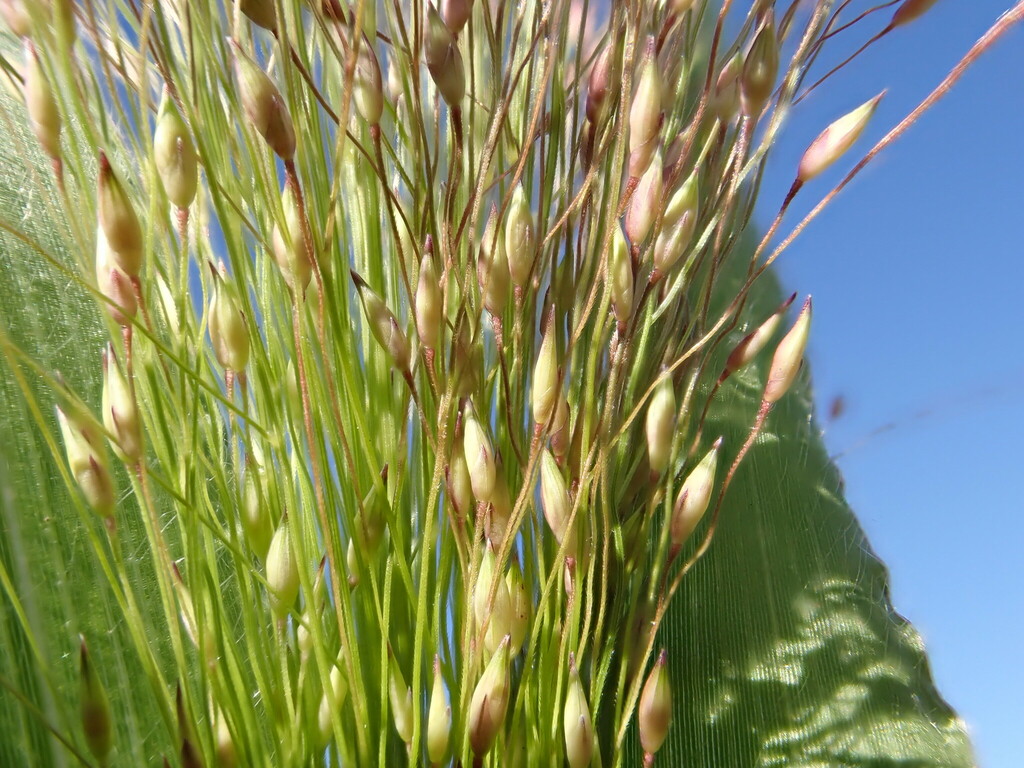 witch grass reference