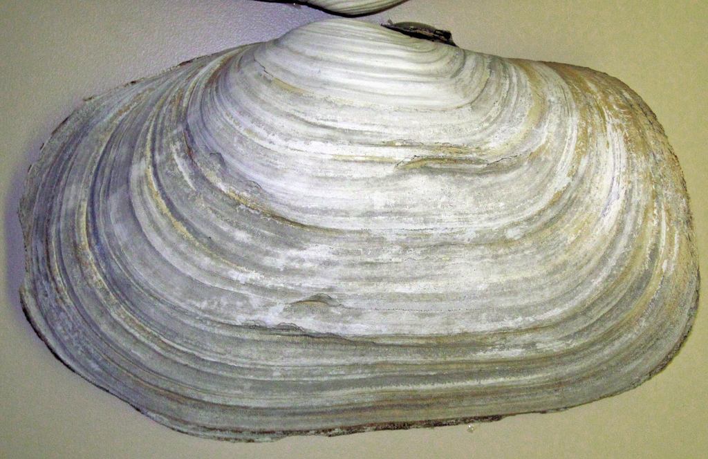 Pacific Geoduck reference