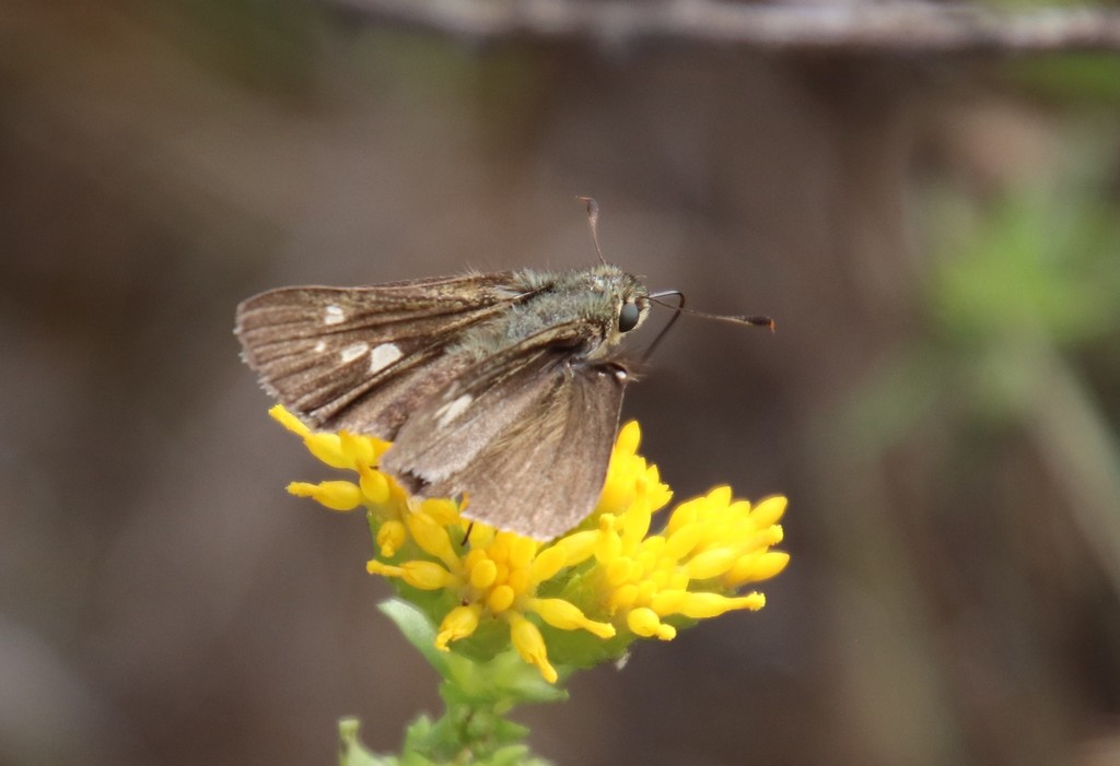 Wandering Skipper reference