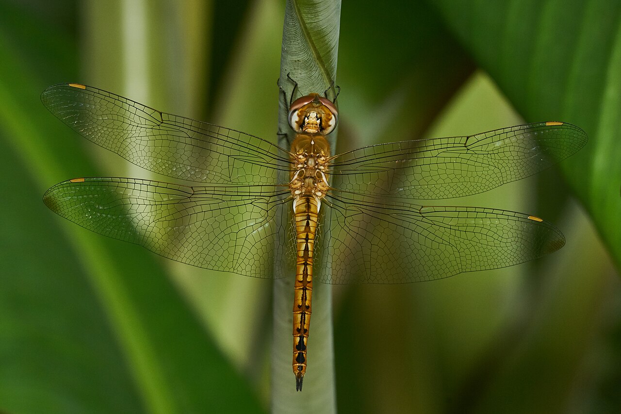 Wandering Glider reference
