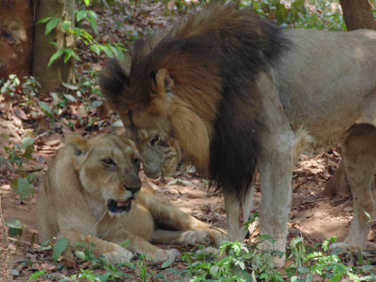 Barbary Lion reference