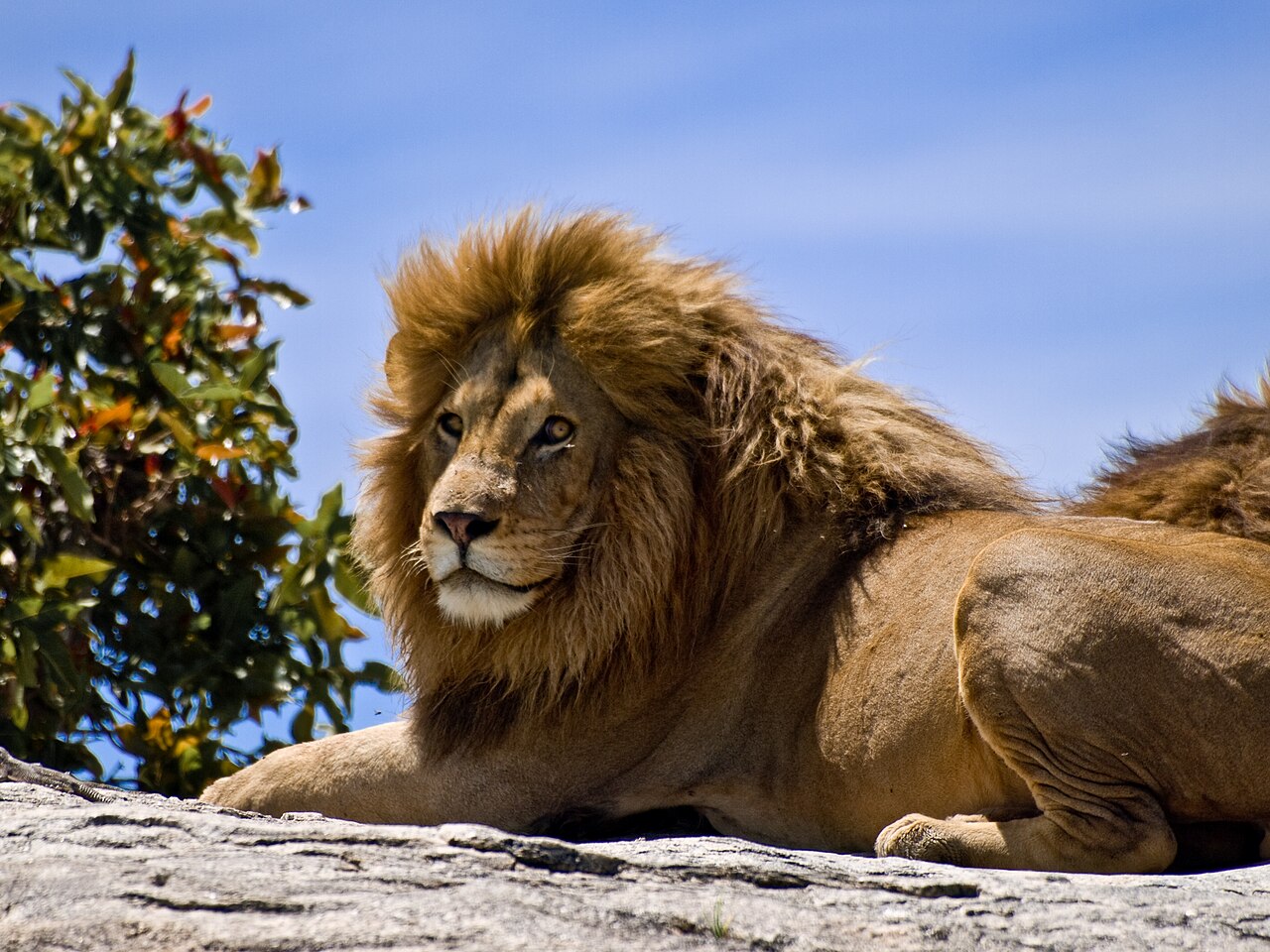 Southern Lion reference