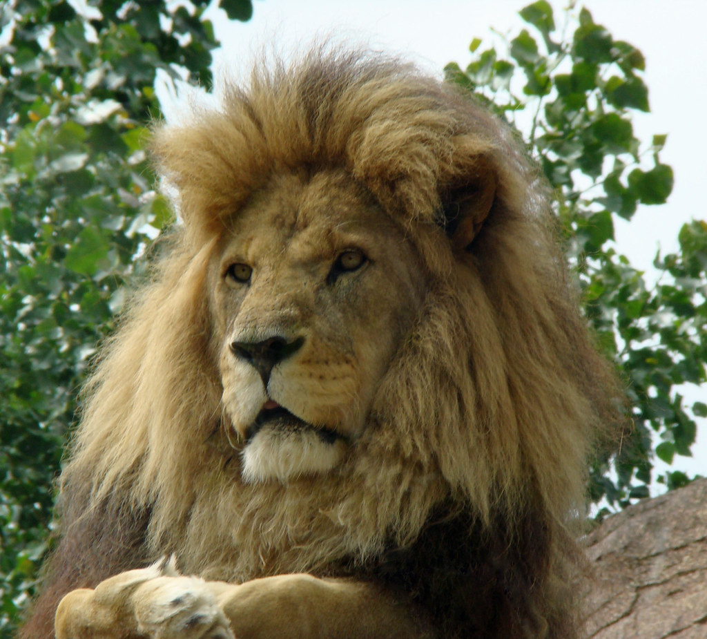 Asiatic Lion reference