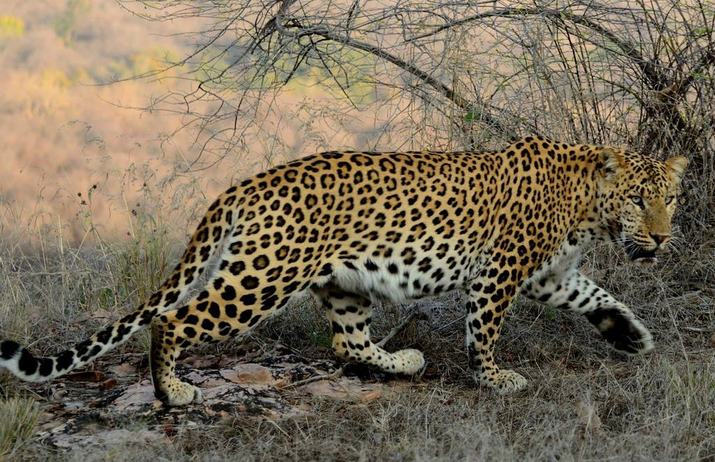 Indian Leopard reference