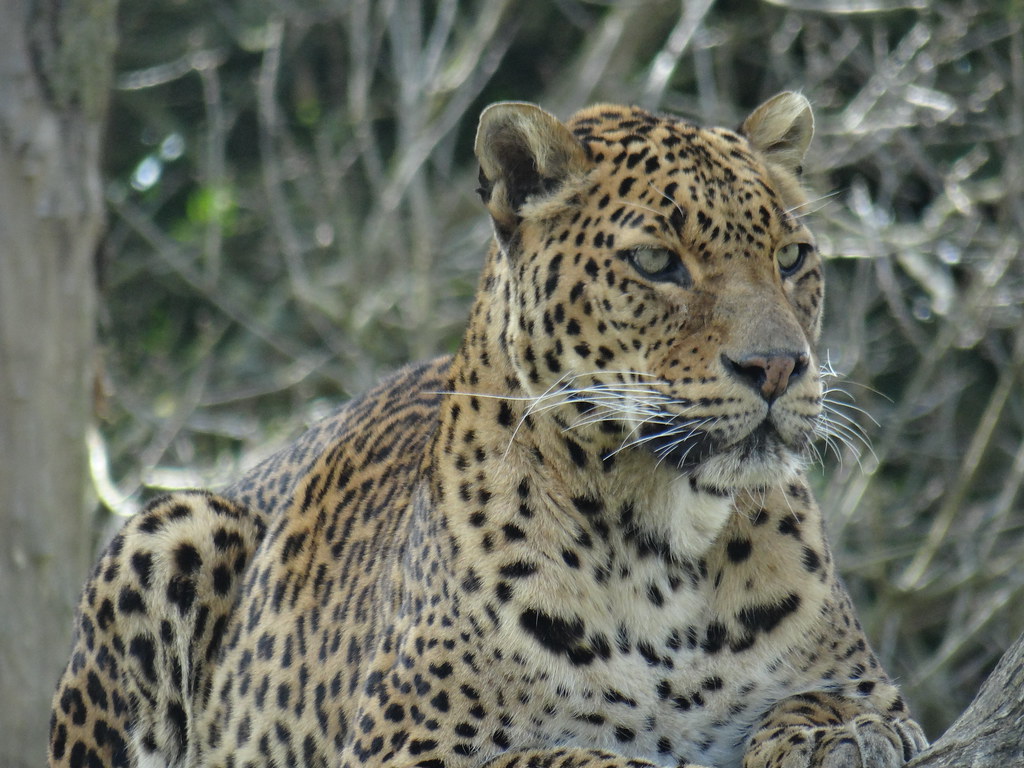Sri Lankan Leopard reference