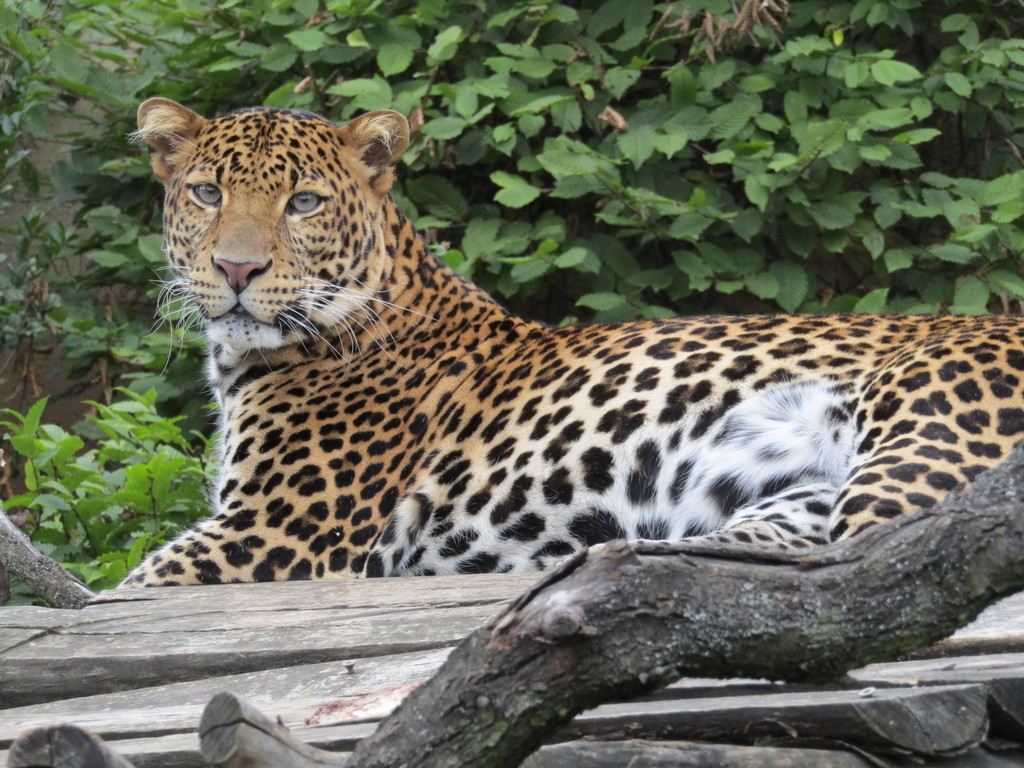 Javan Leopard reference