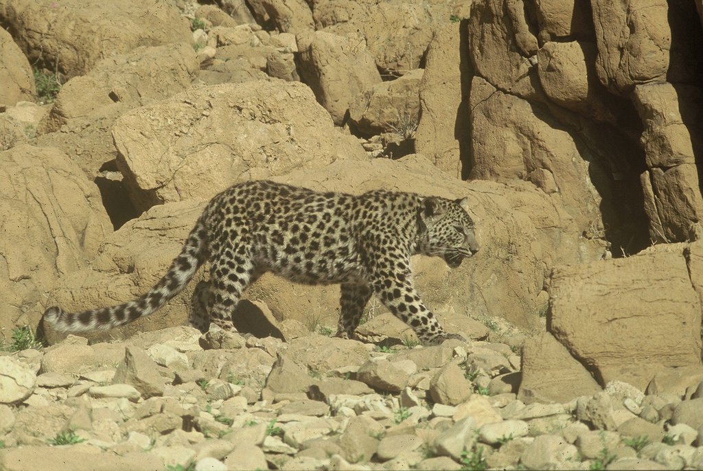 Arabian Leopard reference