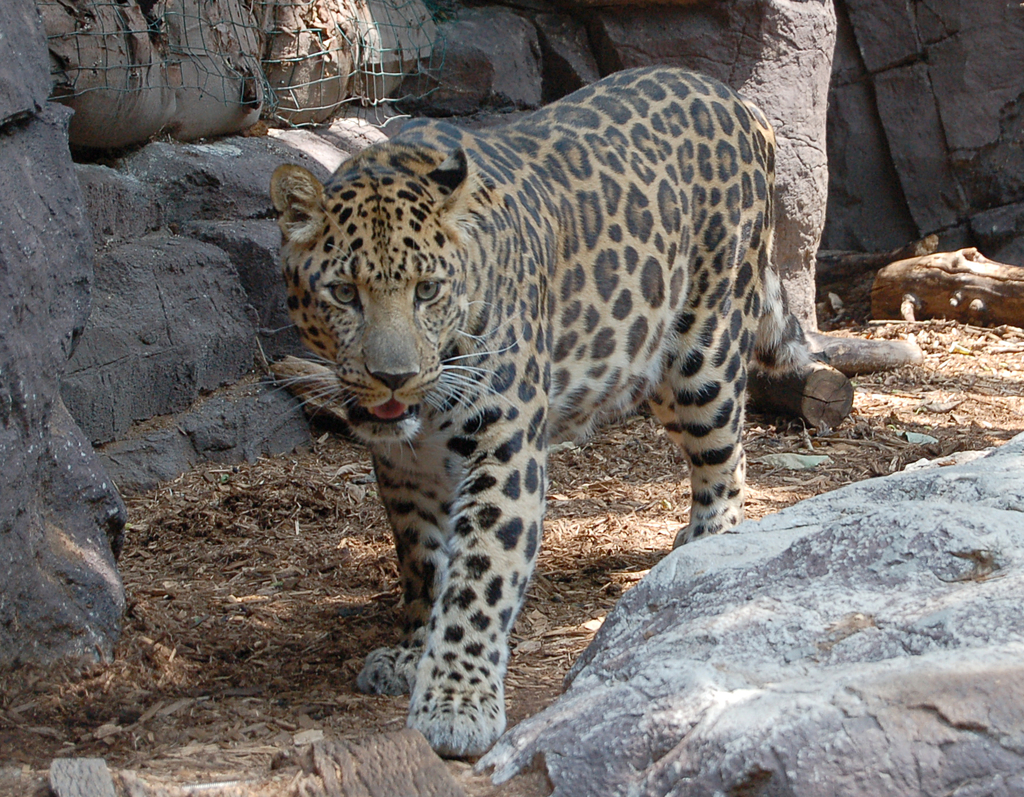 Amur Leopard reference