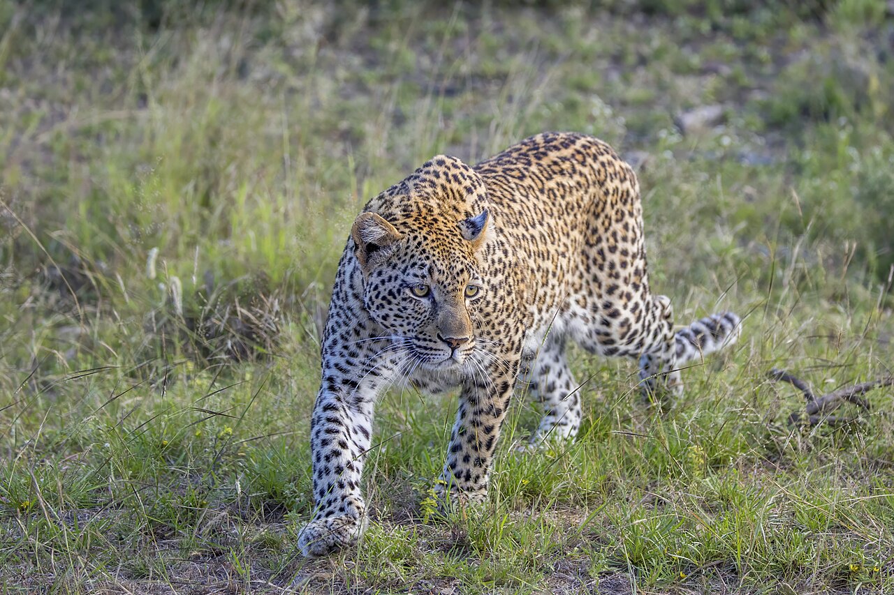 African Leopard reference