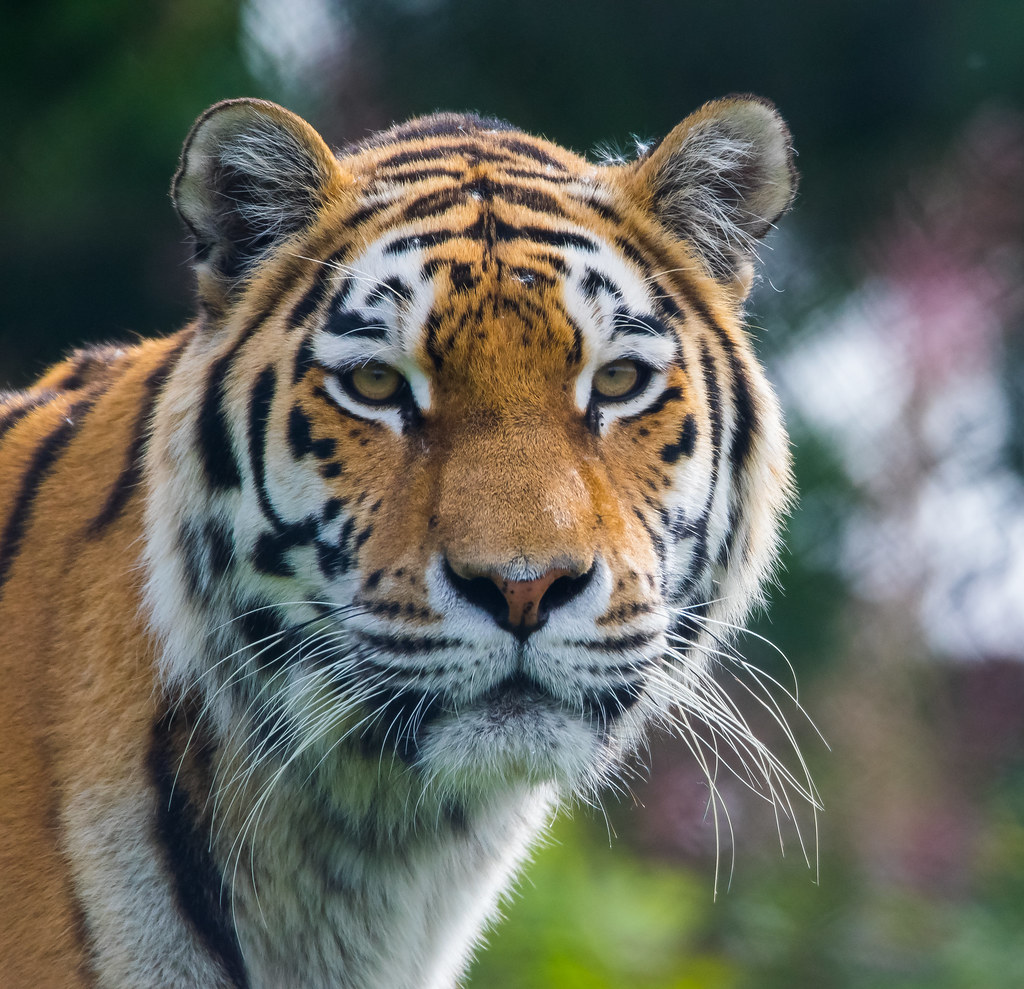 Siberian Tiger reference