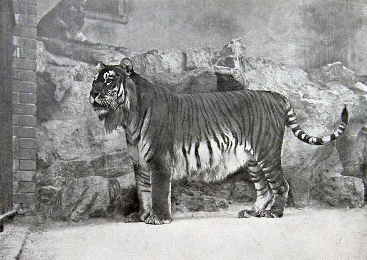 Caspian Tiger reference