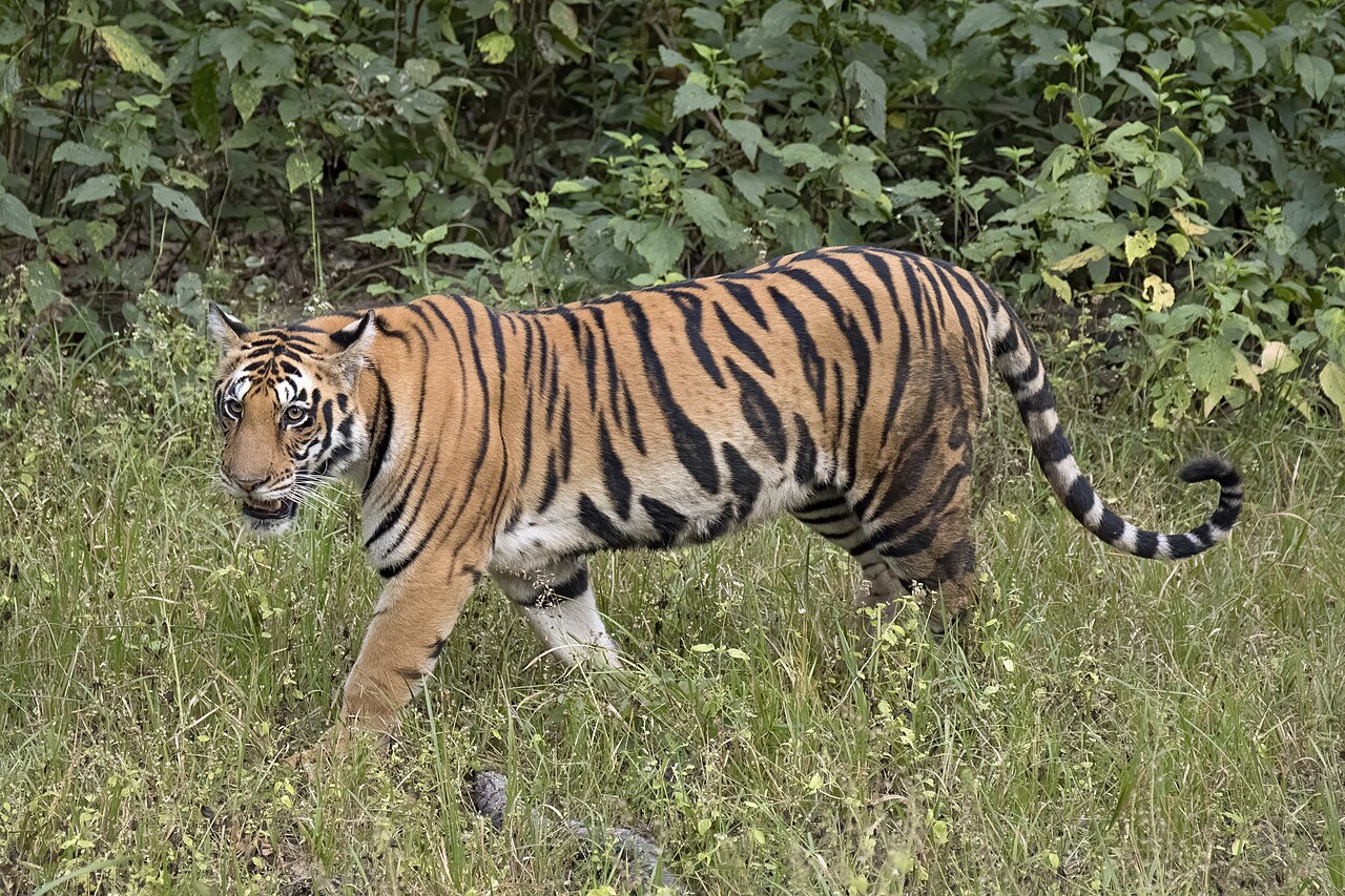 Tiger reference
