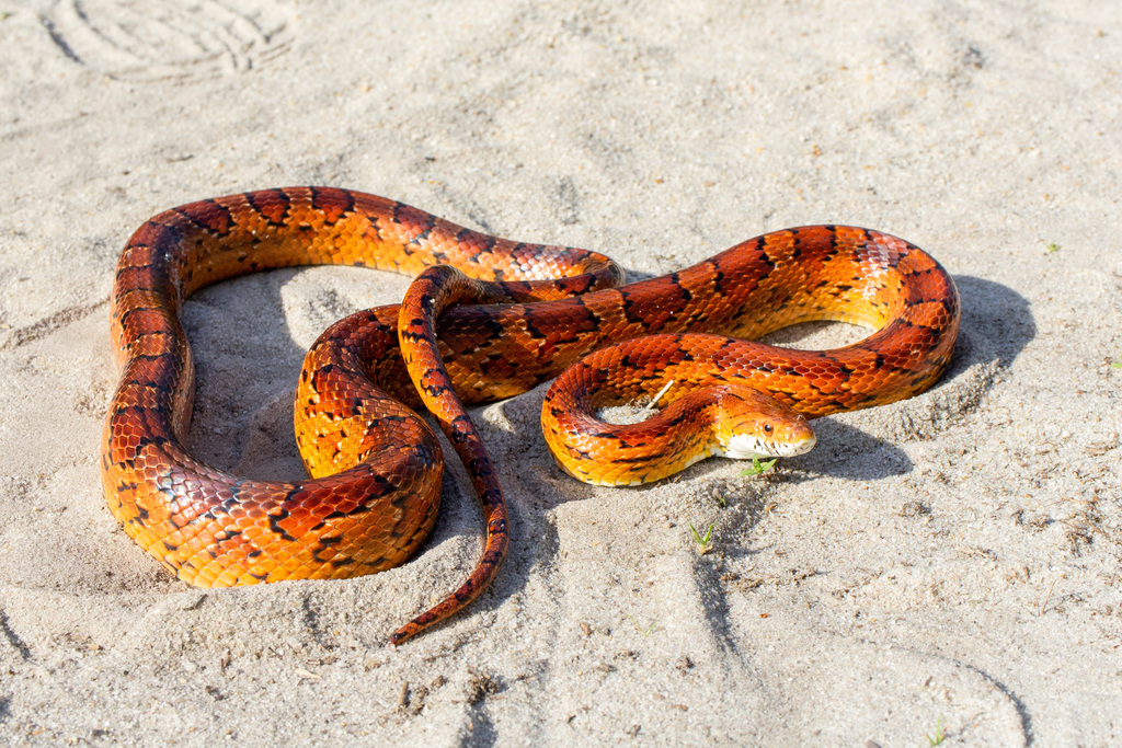Red Cornsnake reference