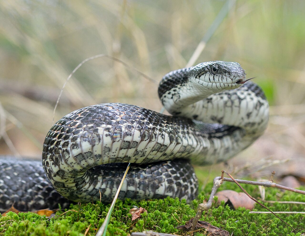 Pantherophis spiloides reference