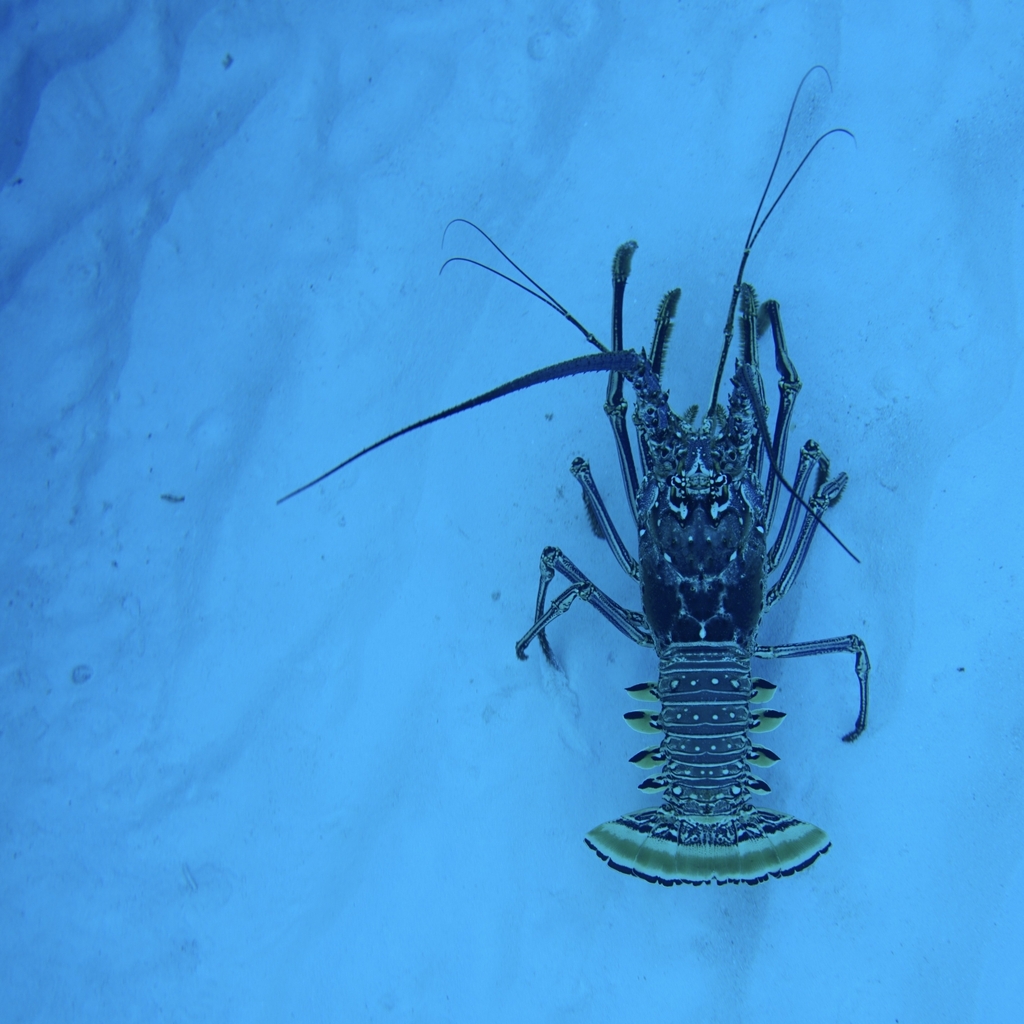 Caribbean Spiny Lobster reference