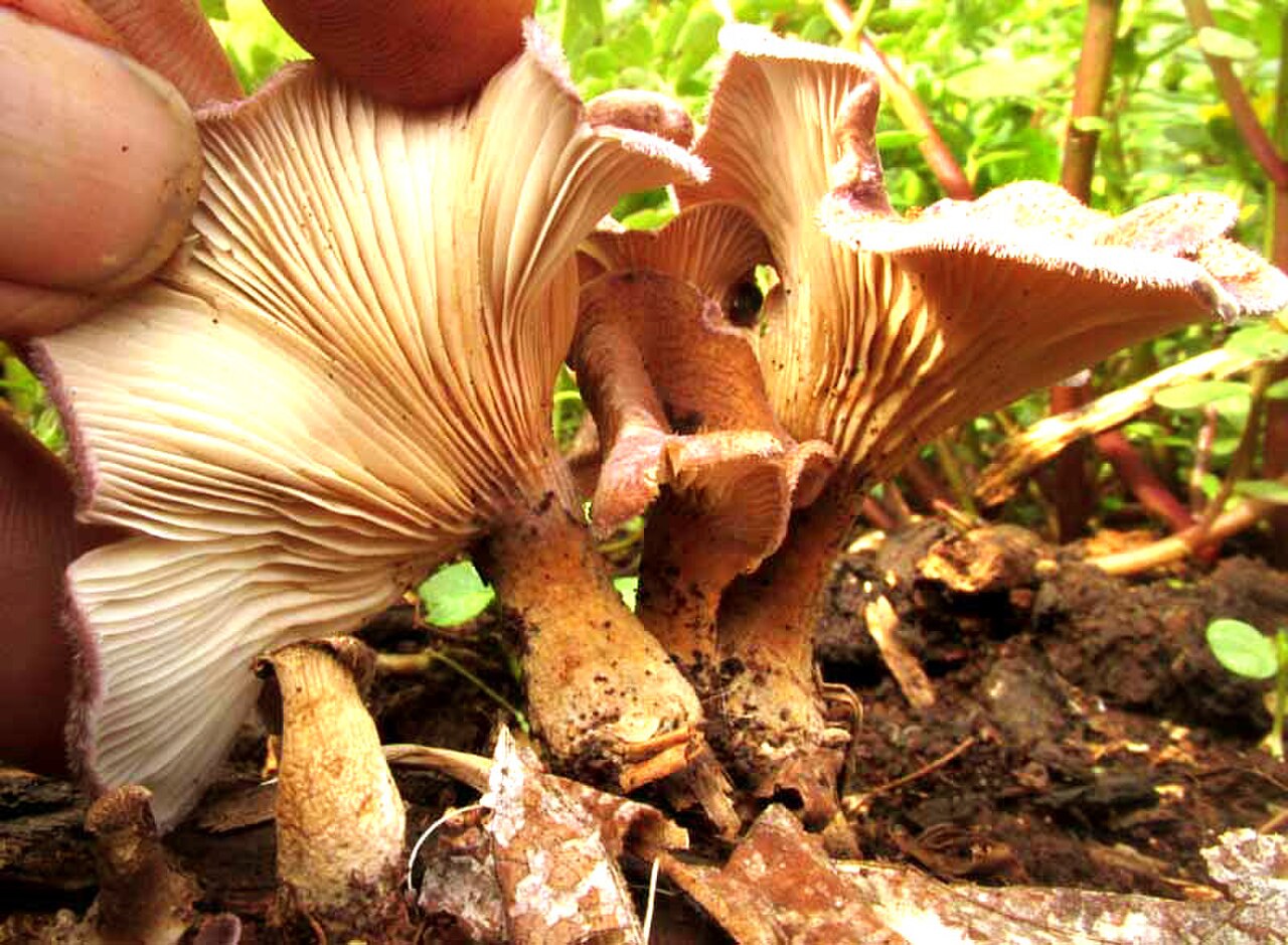 Panus neostrigosus reference