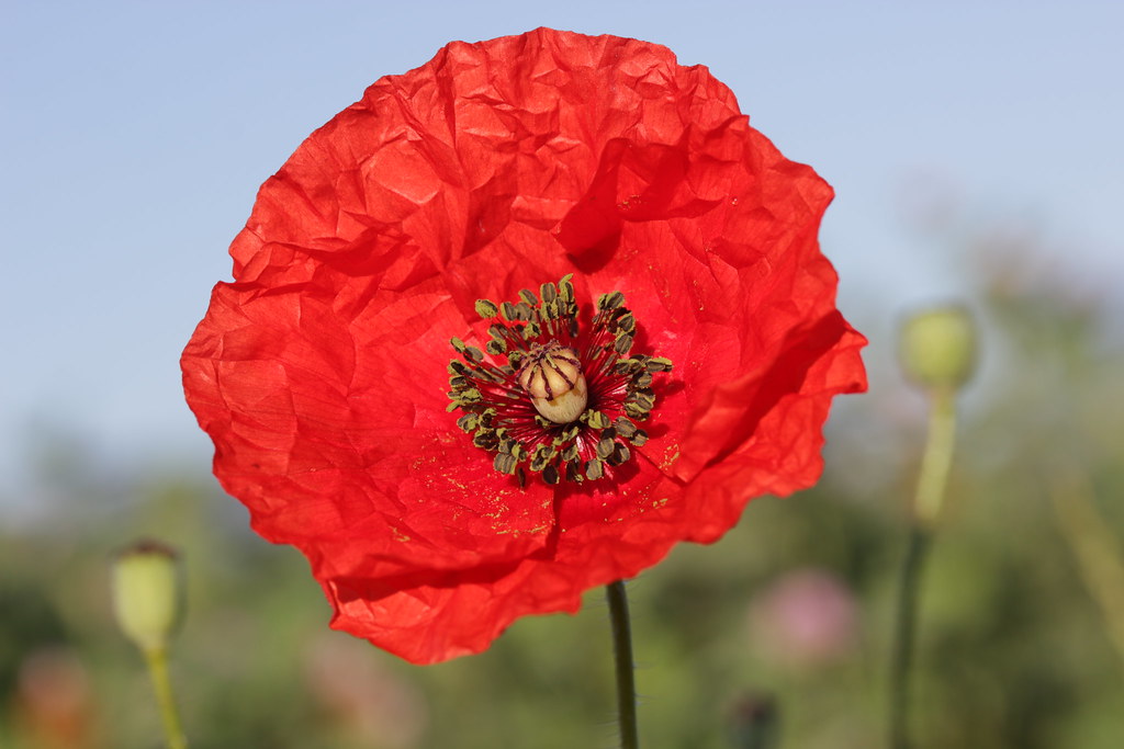 Common Poppy reference