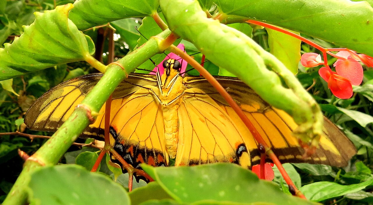 Androgeus Swallowtail reference