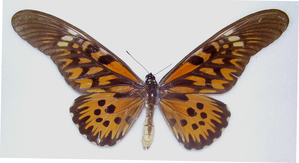 African Giant Swallowtail reference