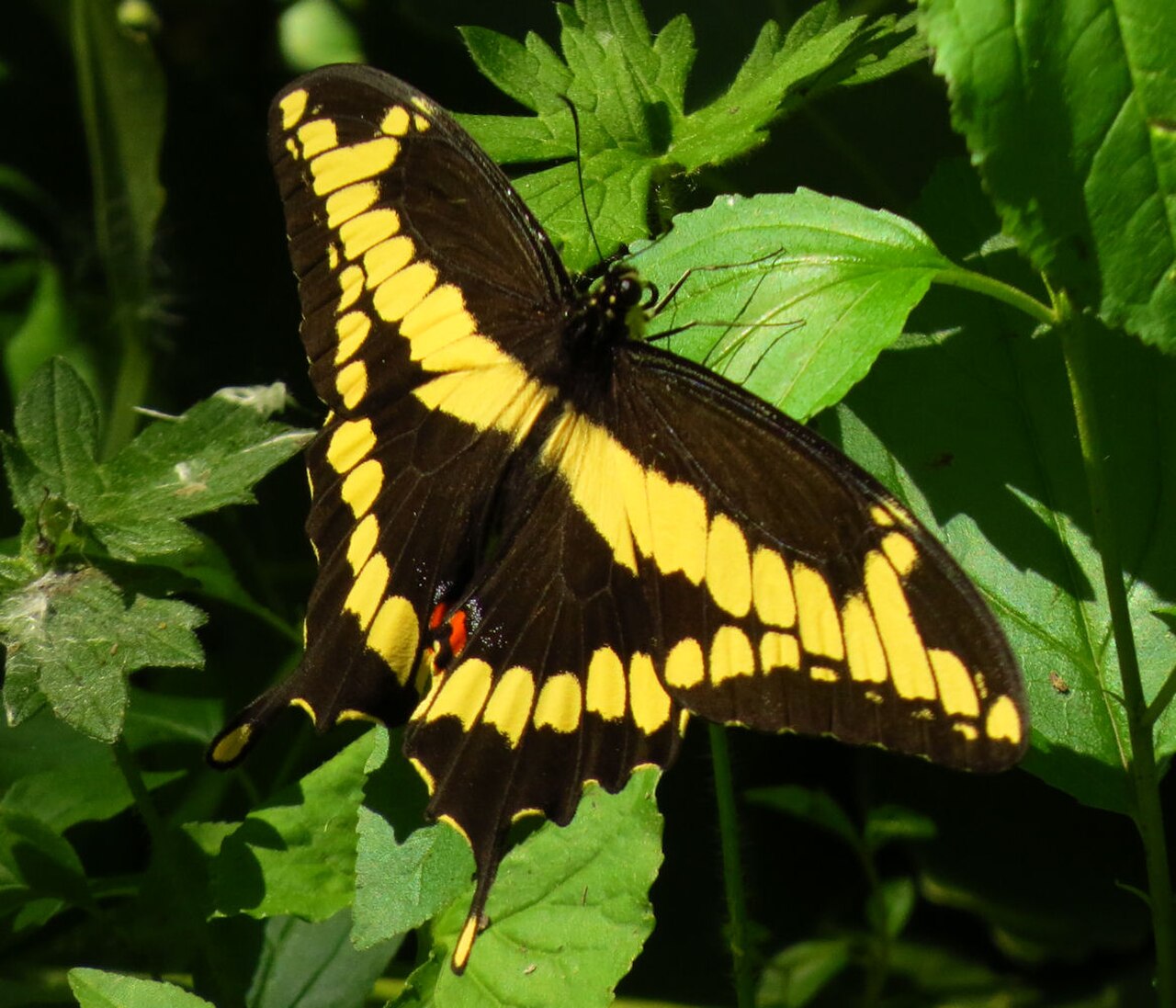 Papilio cresphontes reference