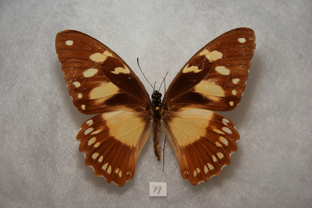 Mocker Swallowtail reference