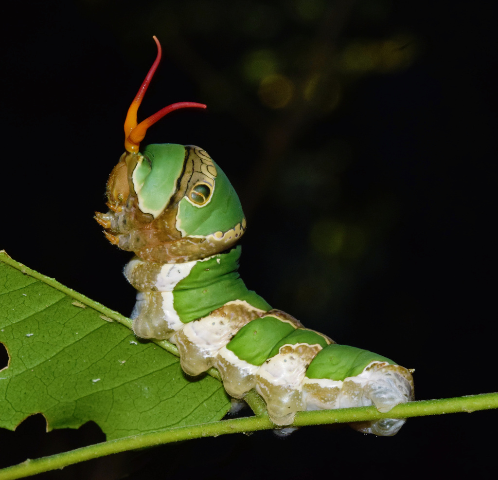 Citrus Swallowtail reference