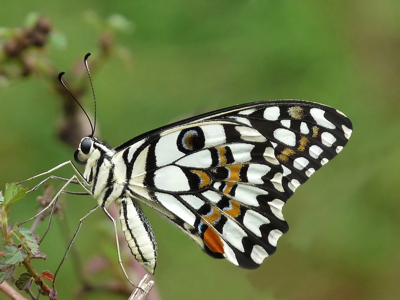 Lime Swallowtail reference