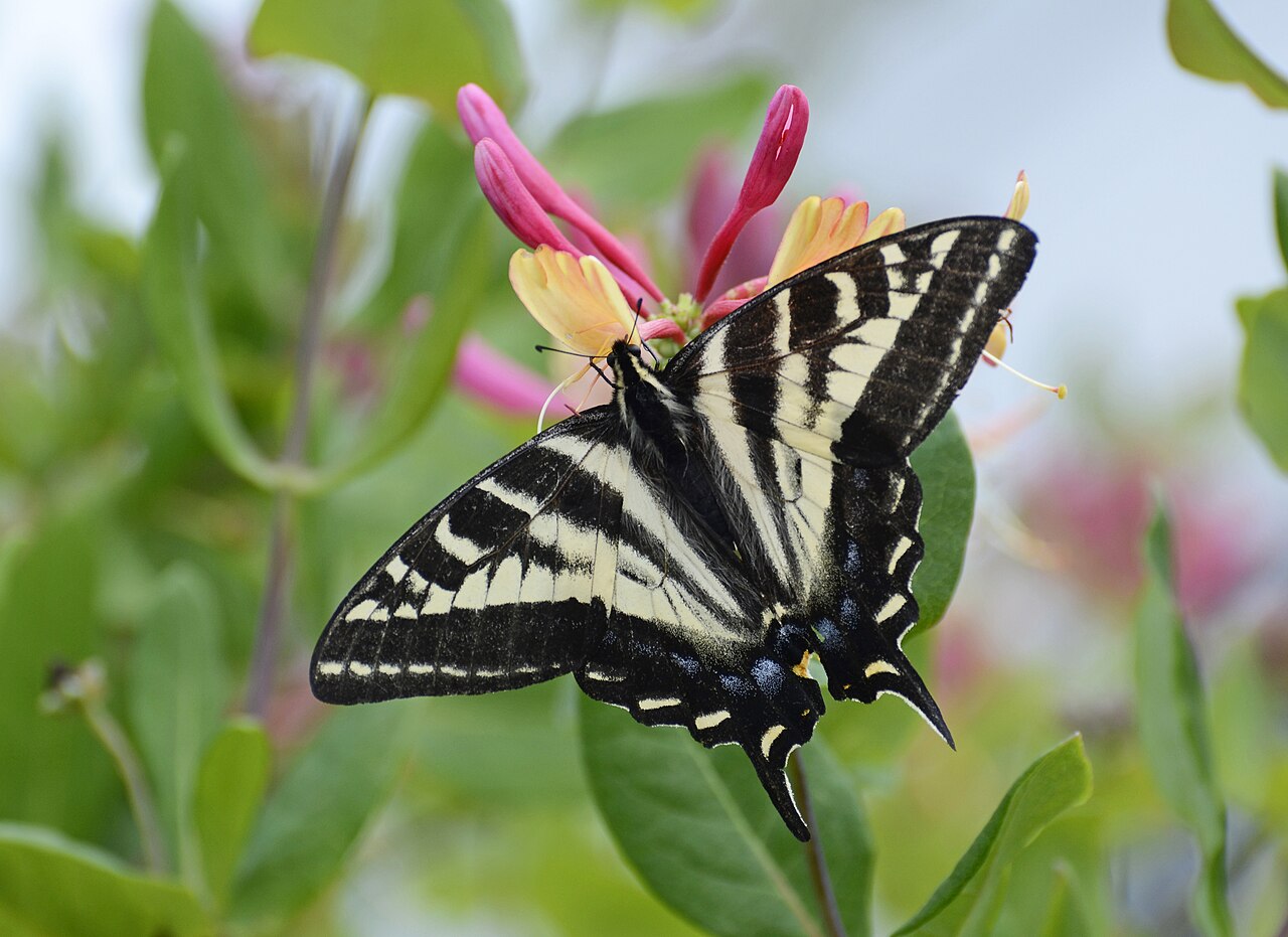 Pale Swallowtail reference