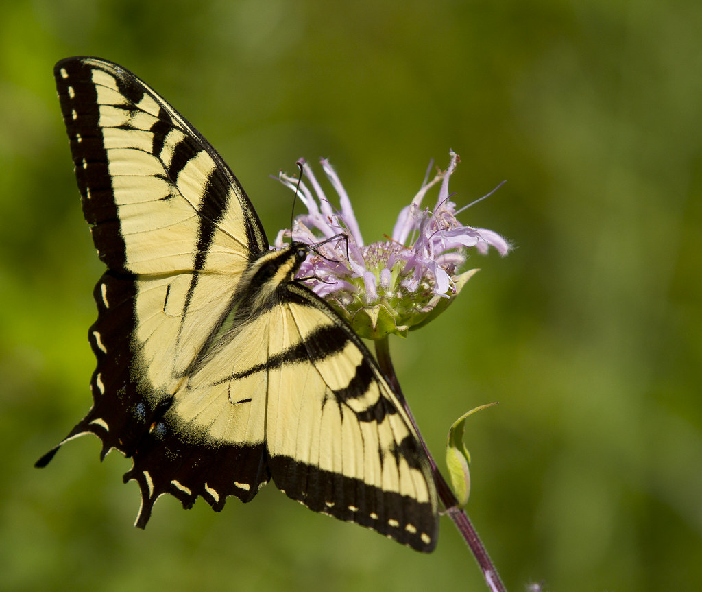 Eastern Tiger Swallowtail reference
