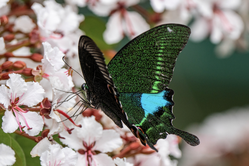 Paris Peacock Butterfly reference