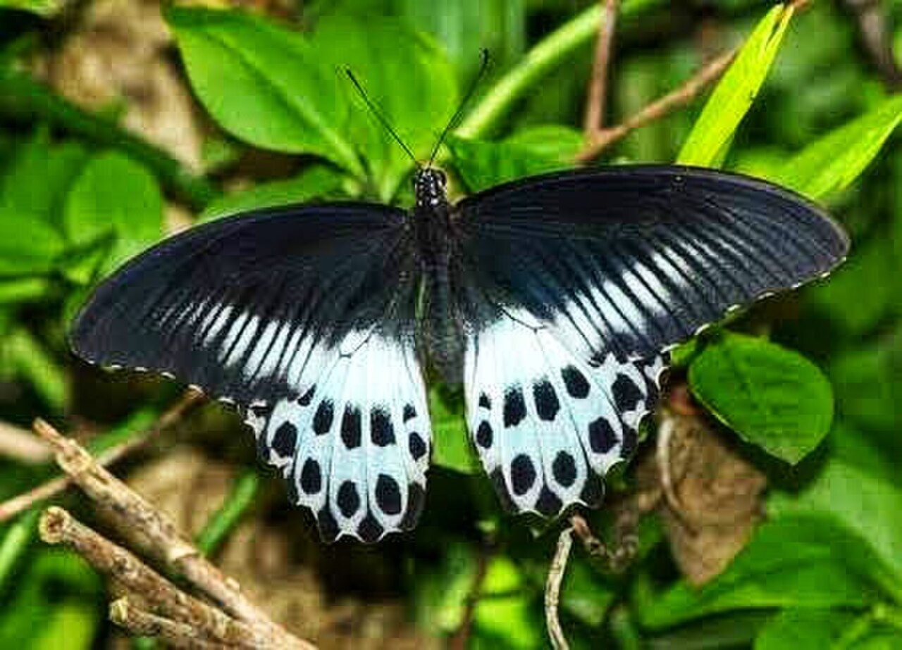 Blue Mormon reference
