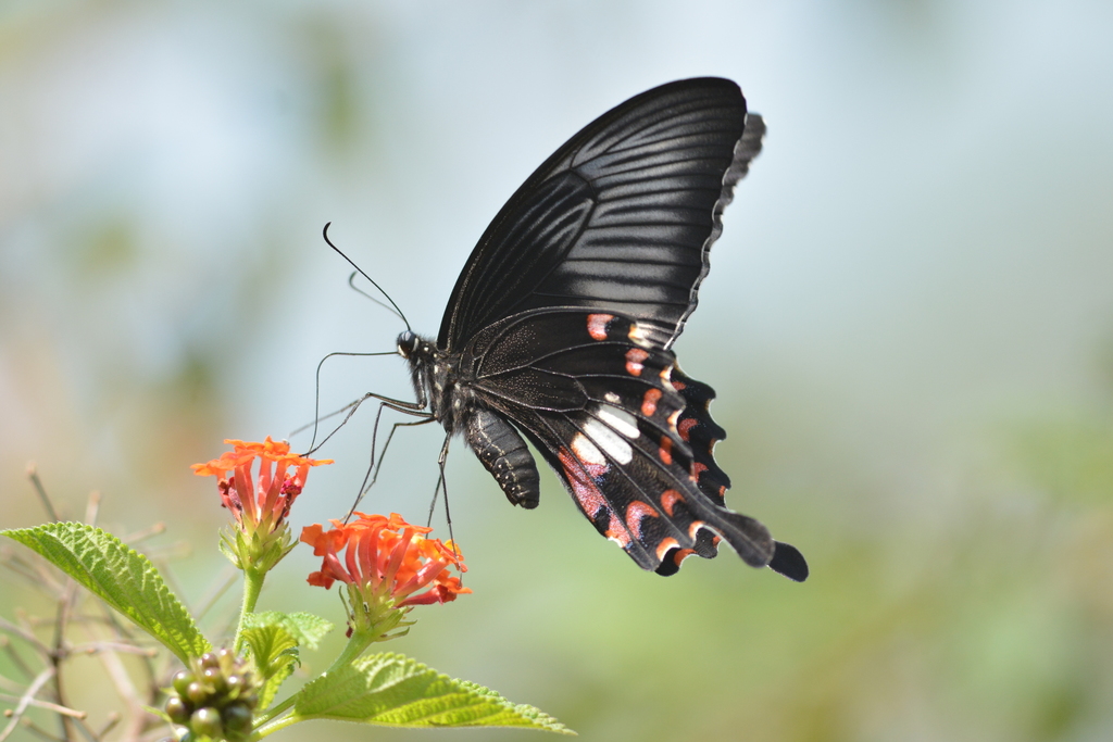 Common Mormon Swallowtail reference