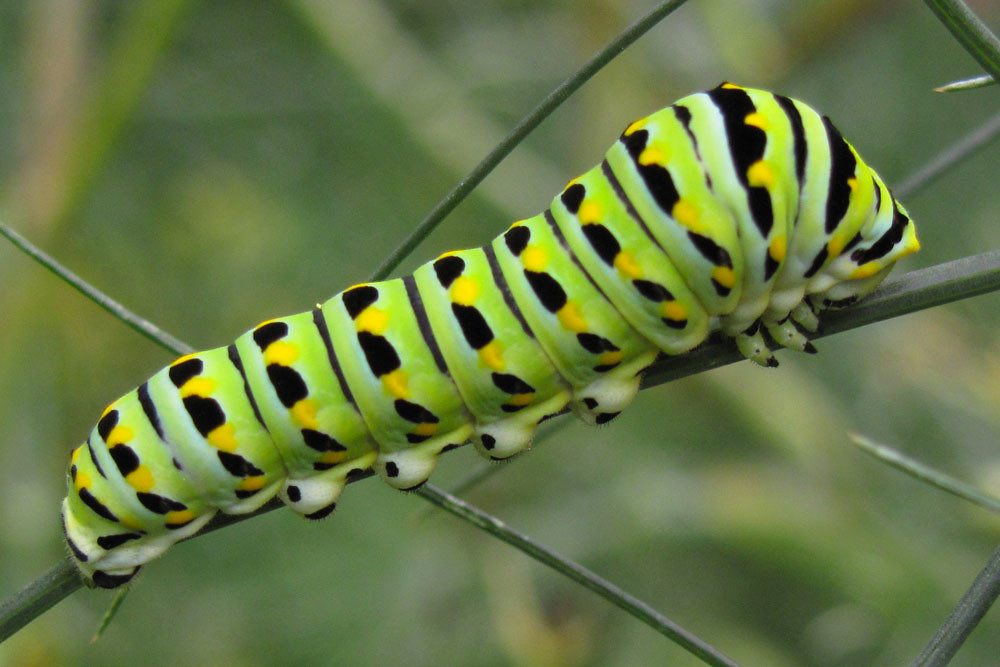 Black Swallowtail reference