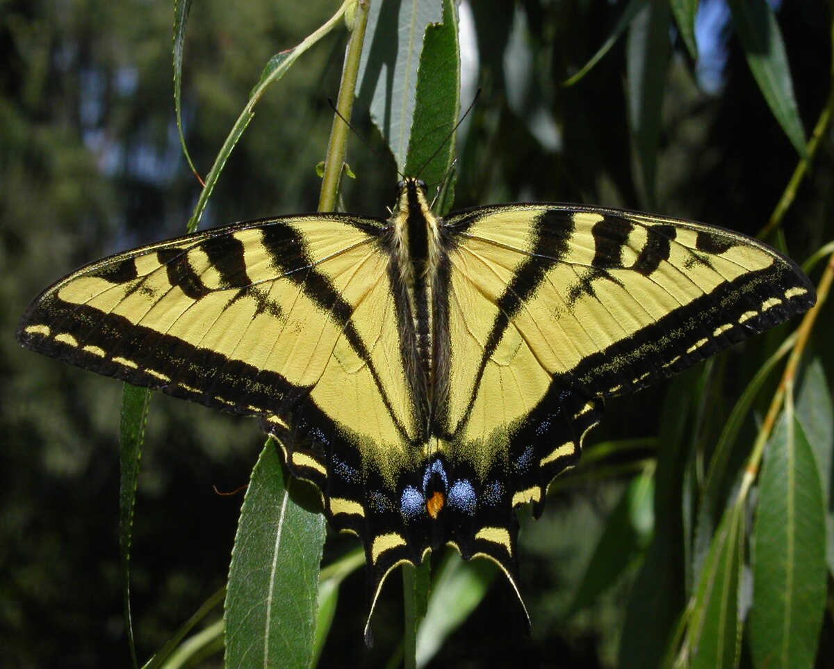 Western Tiger Swallowtail reference