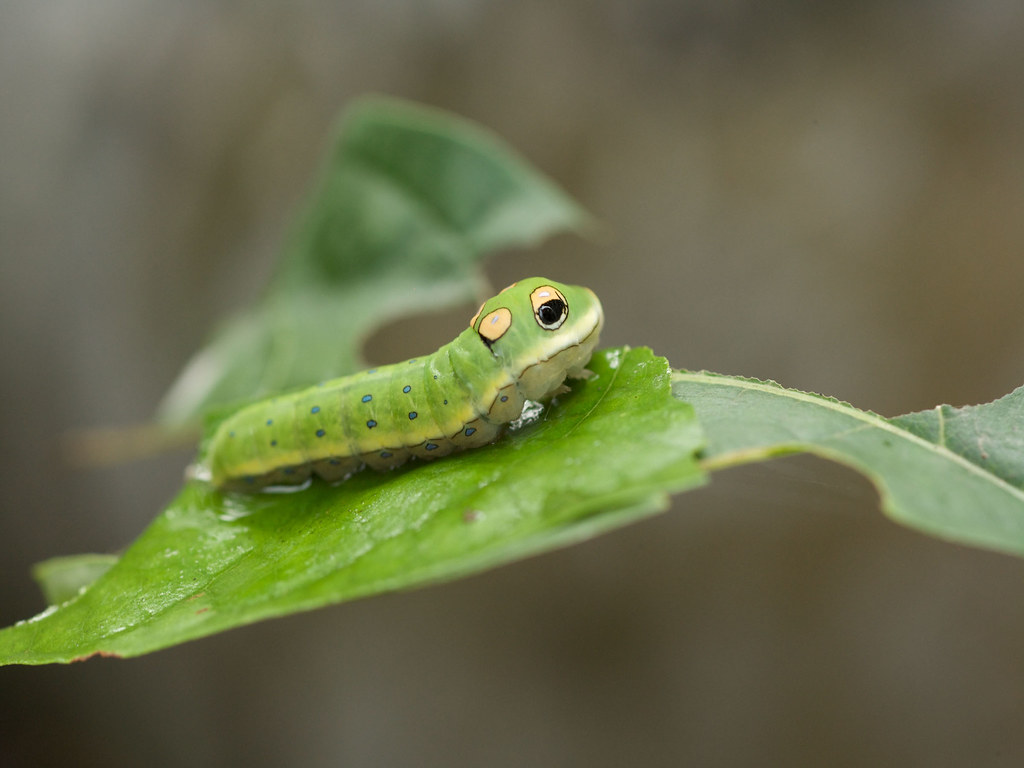 Spicebush Swallowtail reference