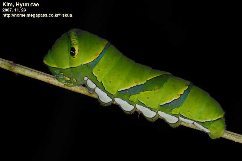 Chinese Yellow Swallowtail reference
